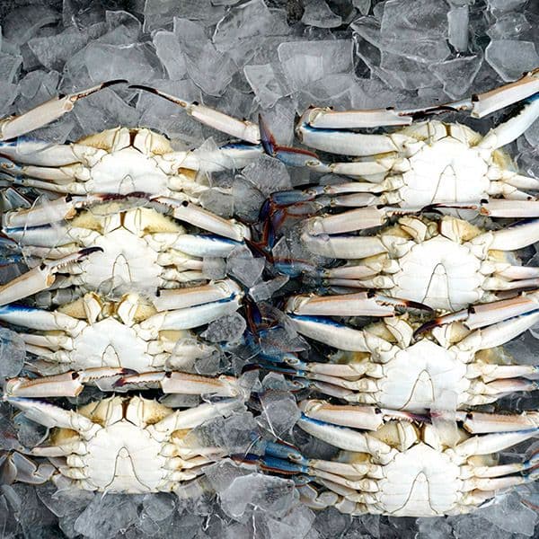 서해안 생물 가을꽃게 7-9미 2kg