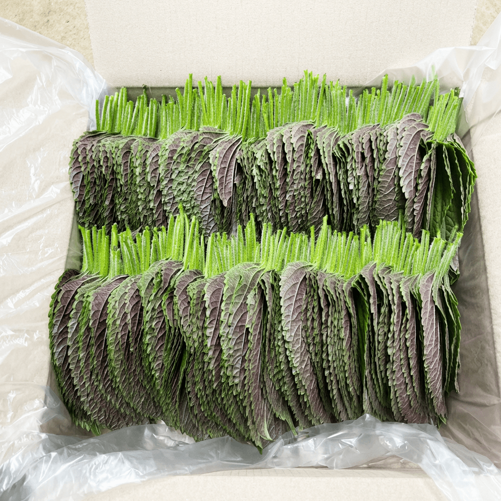 밀양 청년 깻잎 500g 1박스