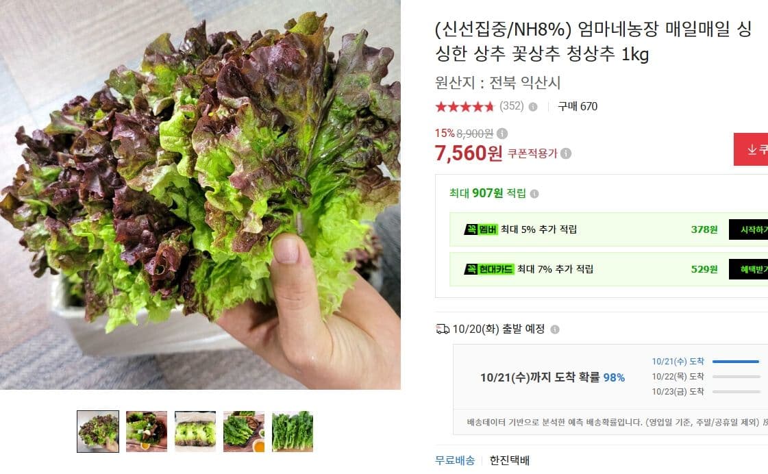 상추 꽃상추 청상추 1kg