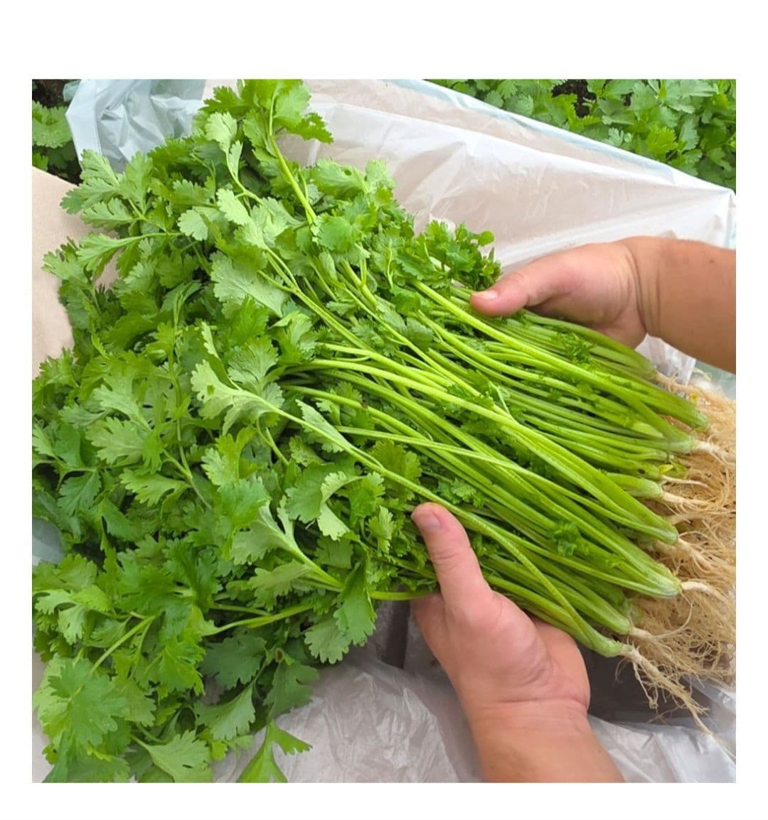 고수 나물 2kg 뿌리포함