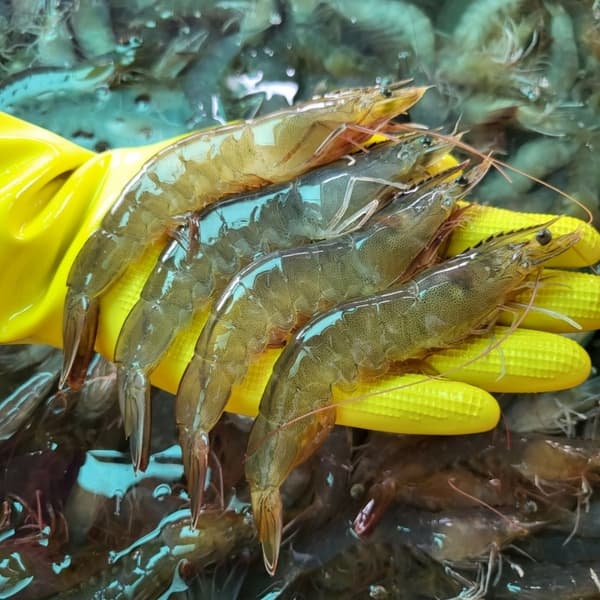 통영 횟감 활새우 1kg
