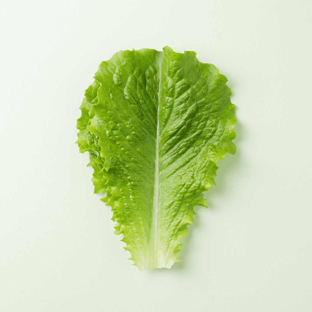 로메인 청상추 1kg