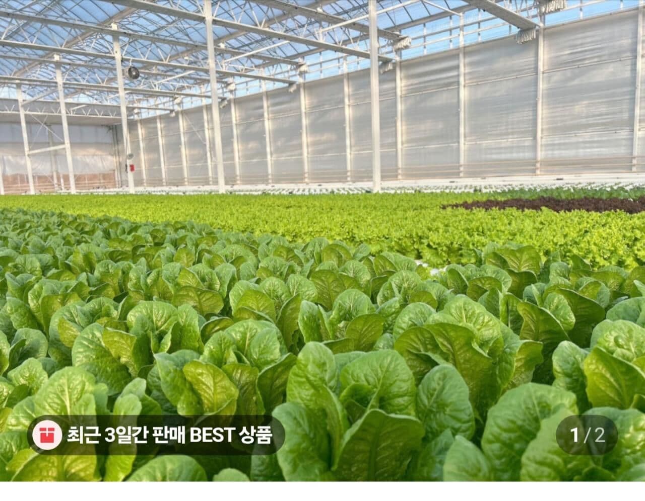 유러피안 샐러드 1kg