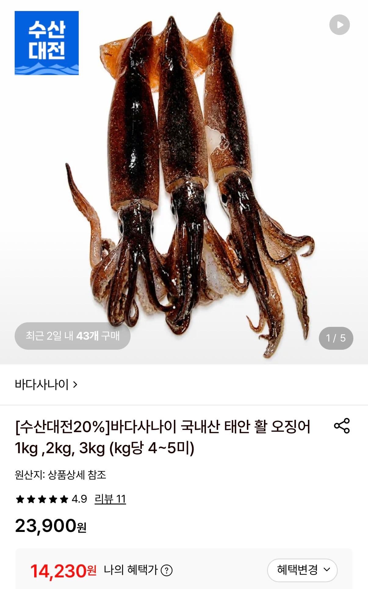 태안 활 오징어 1kg