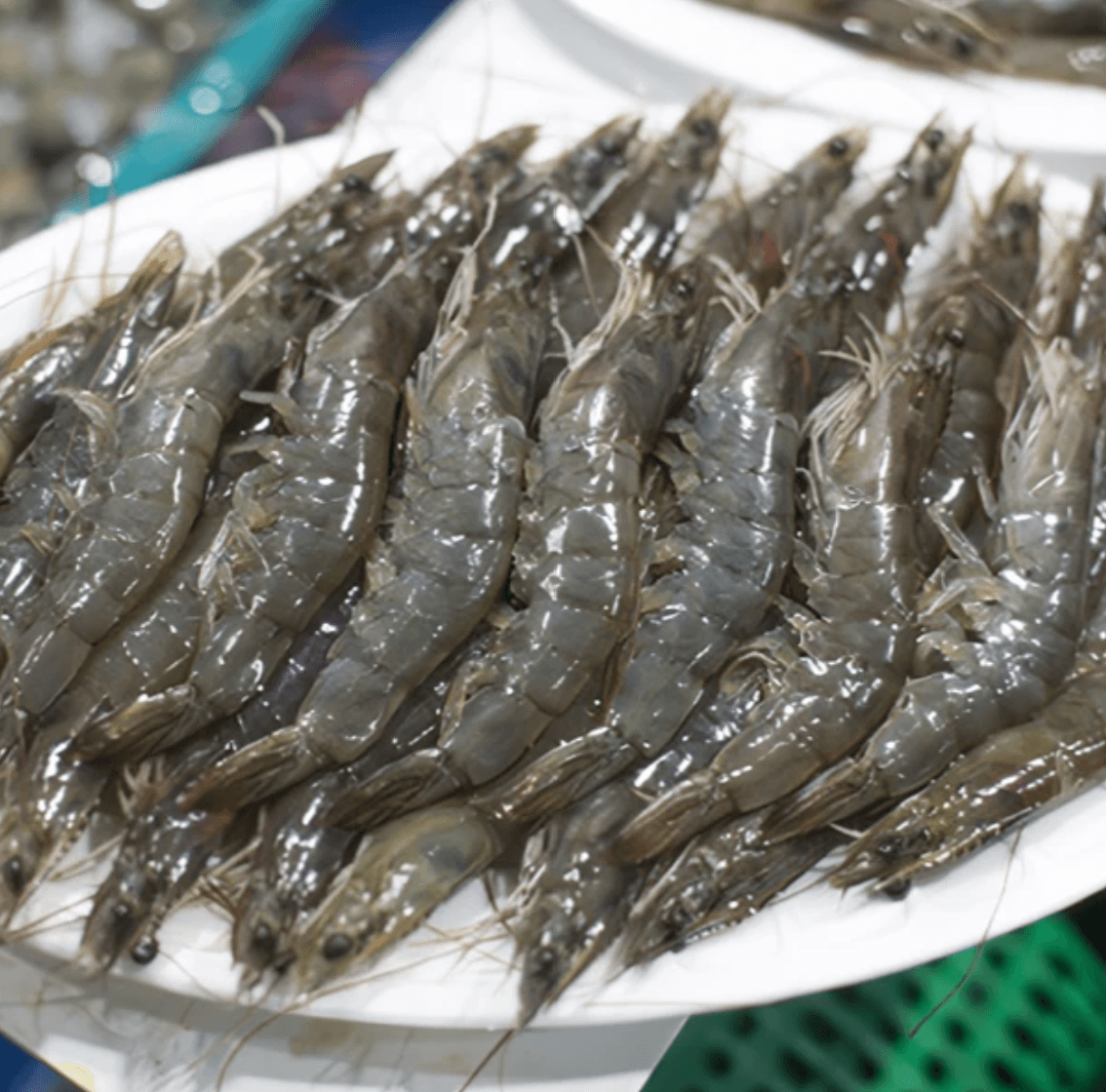 Chambada Sinan Live Shrimp 1kg
