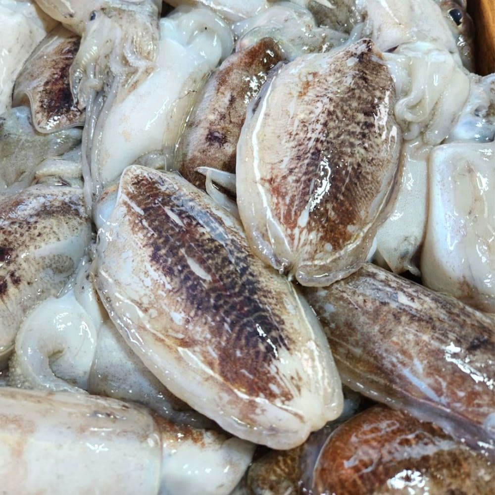 냉동 갑오징어 국내산 1kg