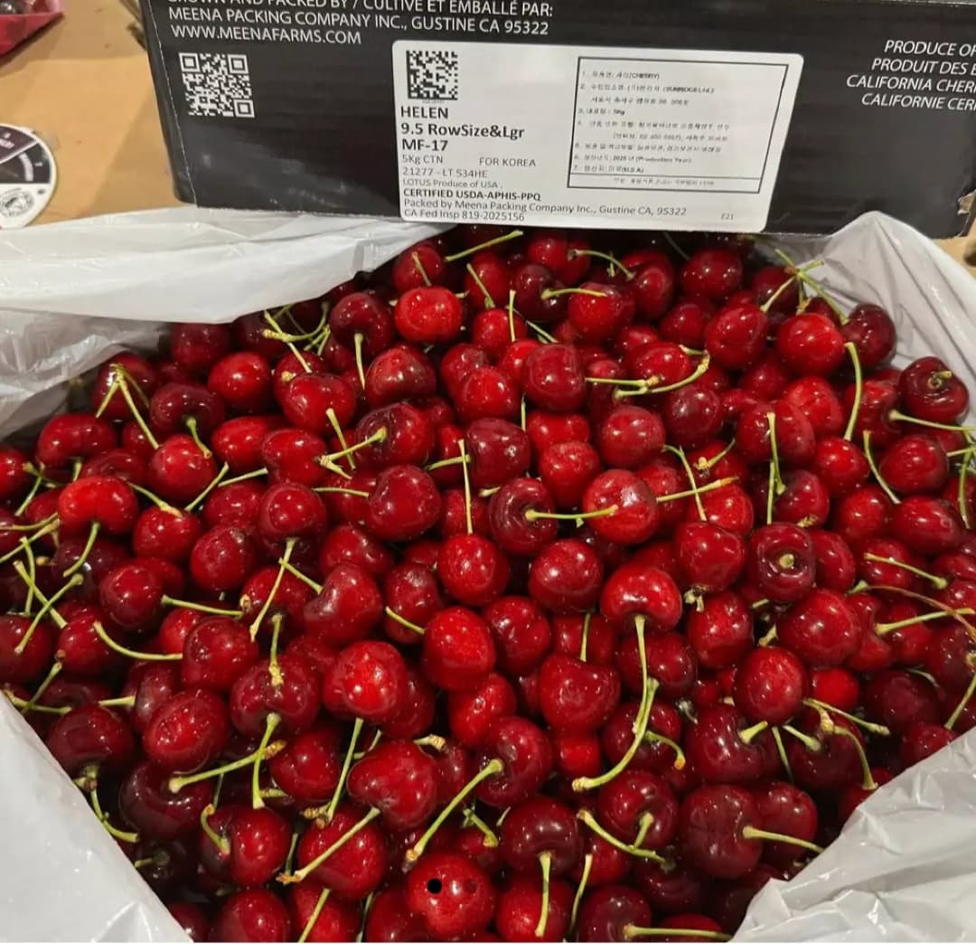 워싱턴 생체리 10R 900g