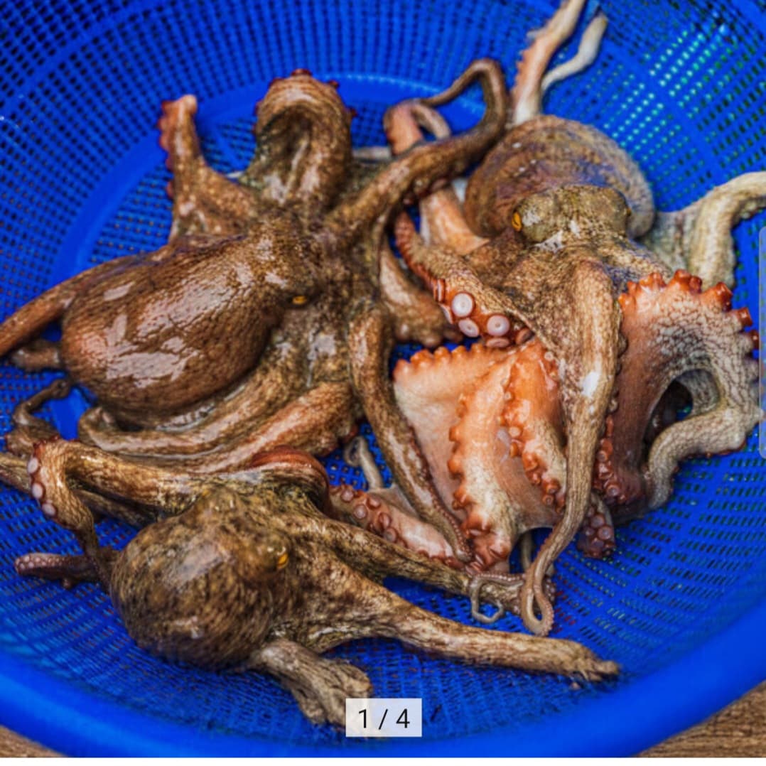 국내산 활 돌문어 1kg