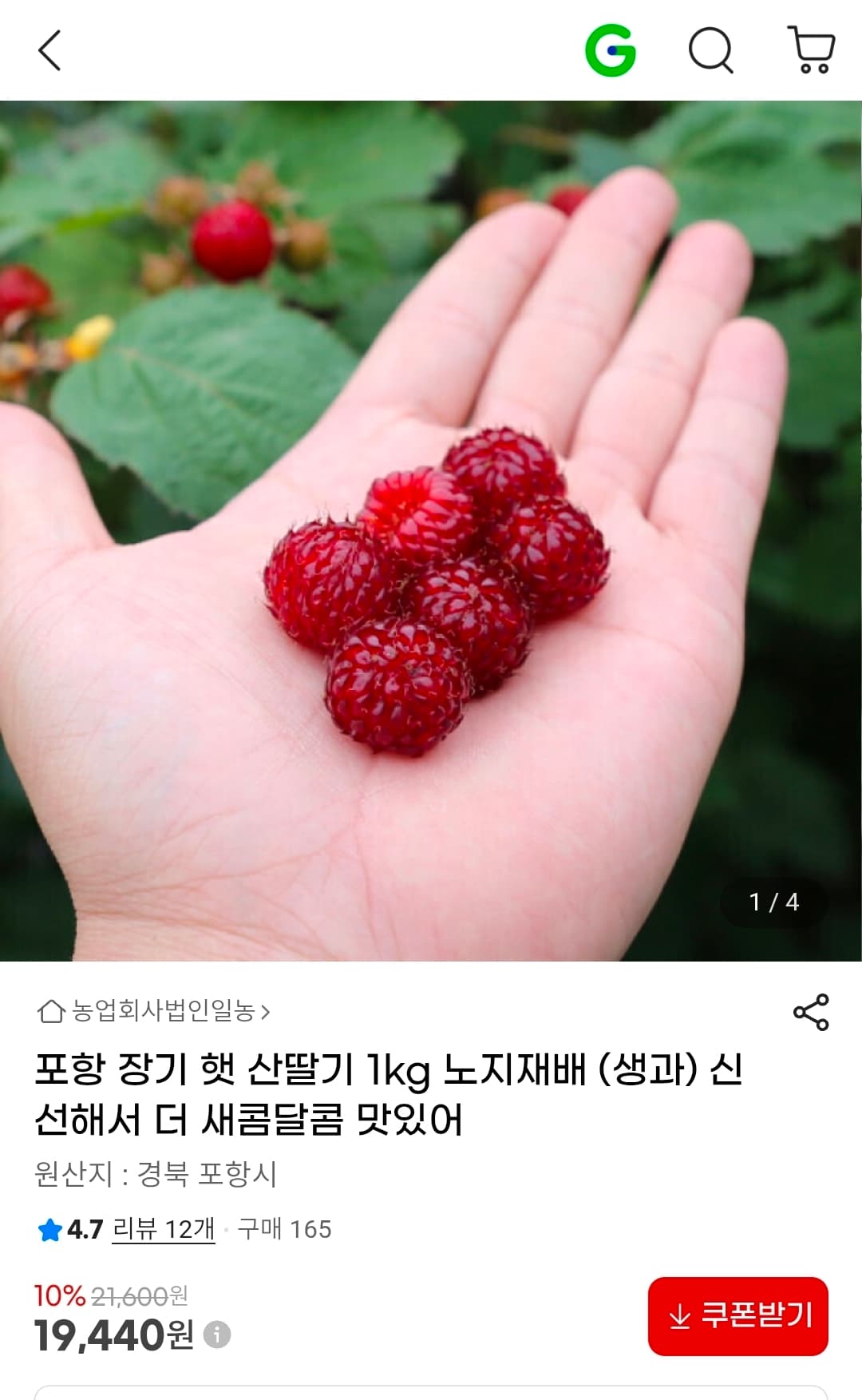 포항 장기 햇 산딸기 1kg