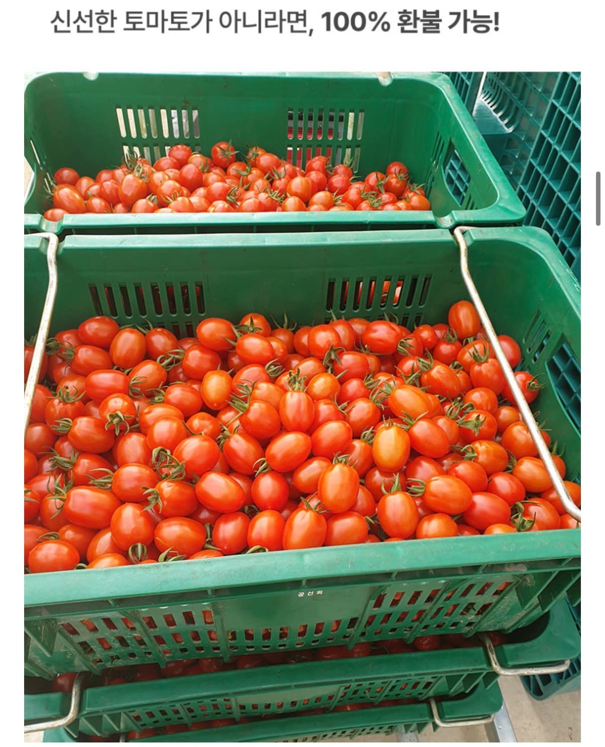 대추방토 2kg