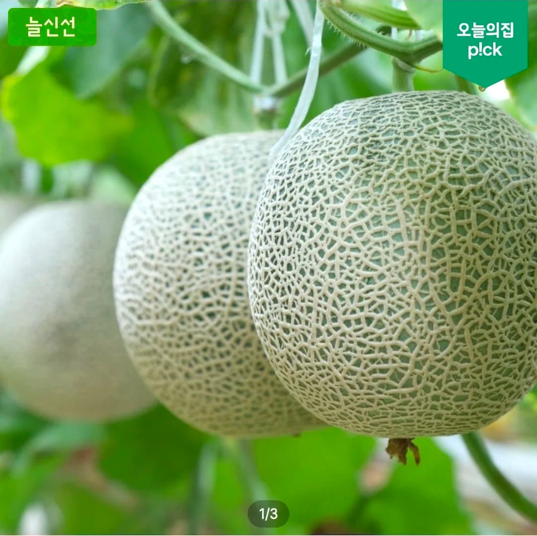 국내산 머스크메론 1+1