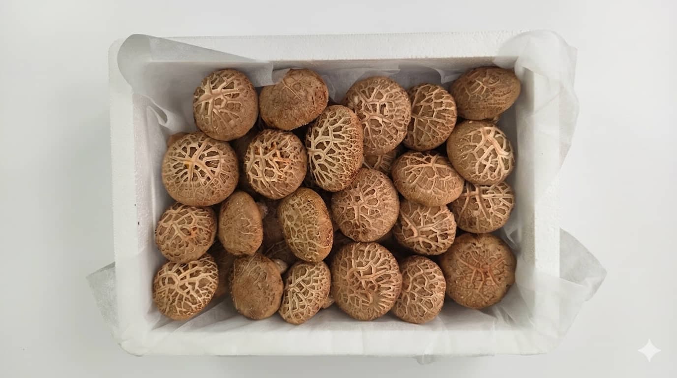 국내산 생표고버섯 1kg
