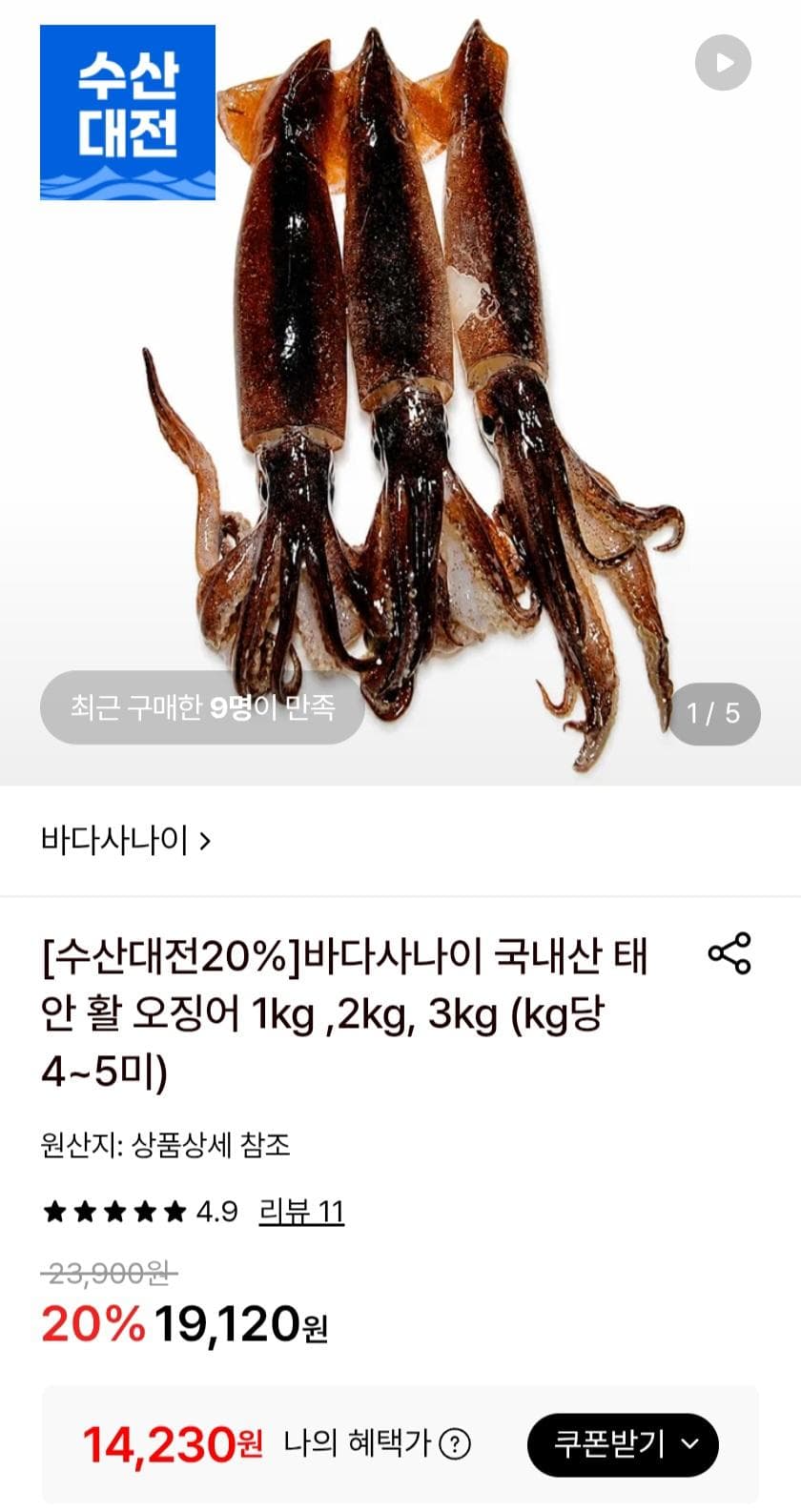 태안 활 오징어 1kg