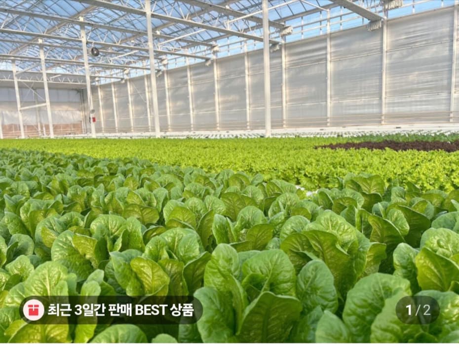 유러피안 샐러드 1kg