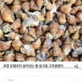 활 살고동 소 2kg