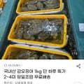 국내산 갑오징어 1kg 2~4미