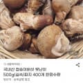 국내산 참송이버섯 몬난이 500g