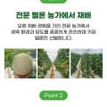 전남 머스크멜론 2kg