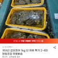 국내산 갑오징어 1kg