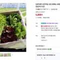 GAP인증 산지직송 모듬 쌈채소 유럽샐러드 유러피언 상추 버터헤드 1kg