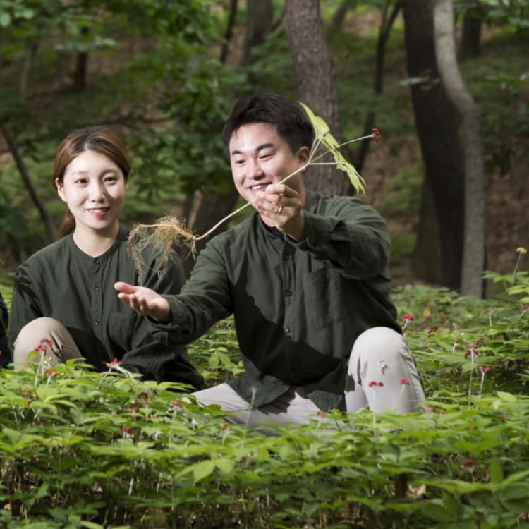 7년근 산양산삼 7뿌리