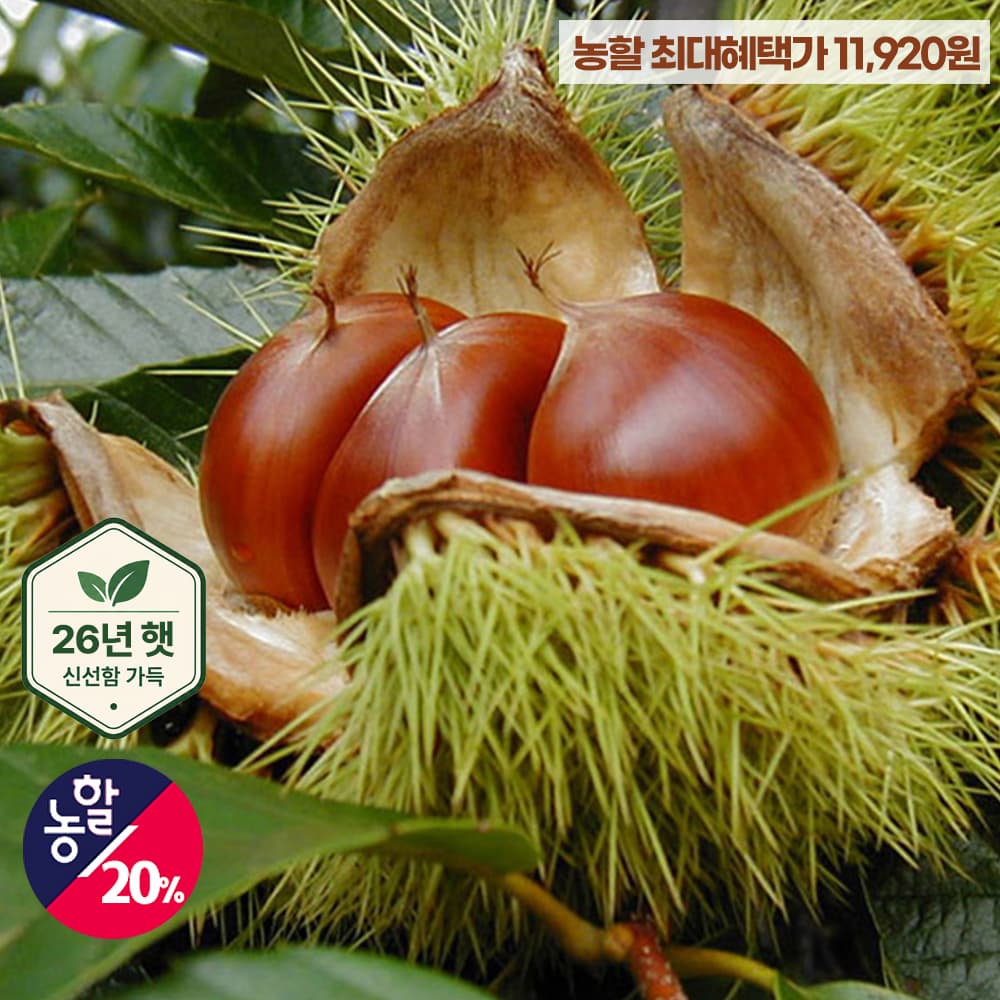 공주 부여밤 대특 2kg
