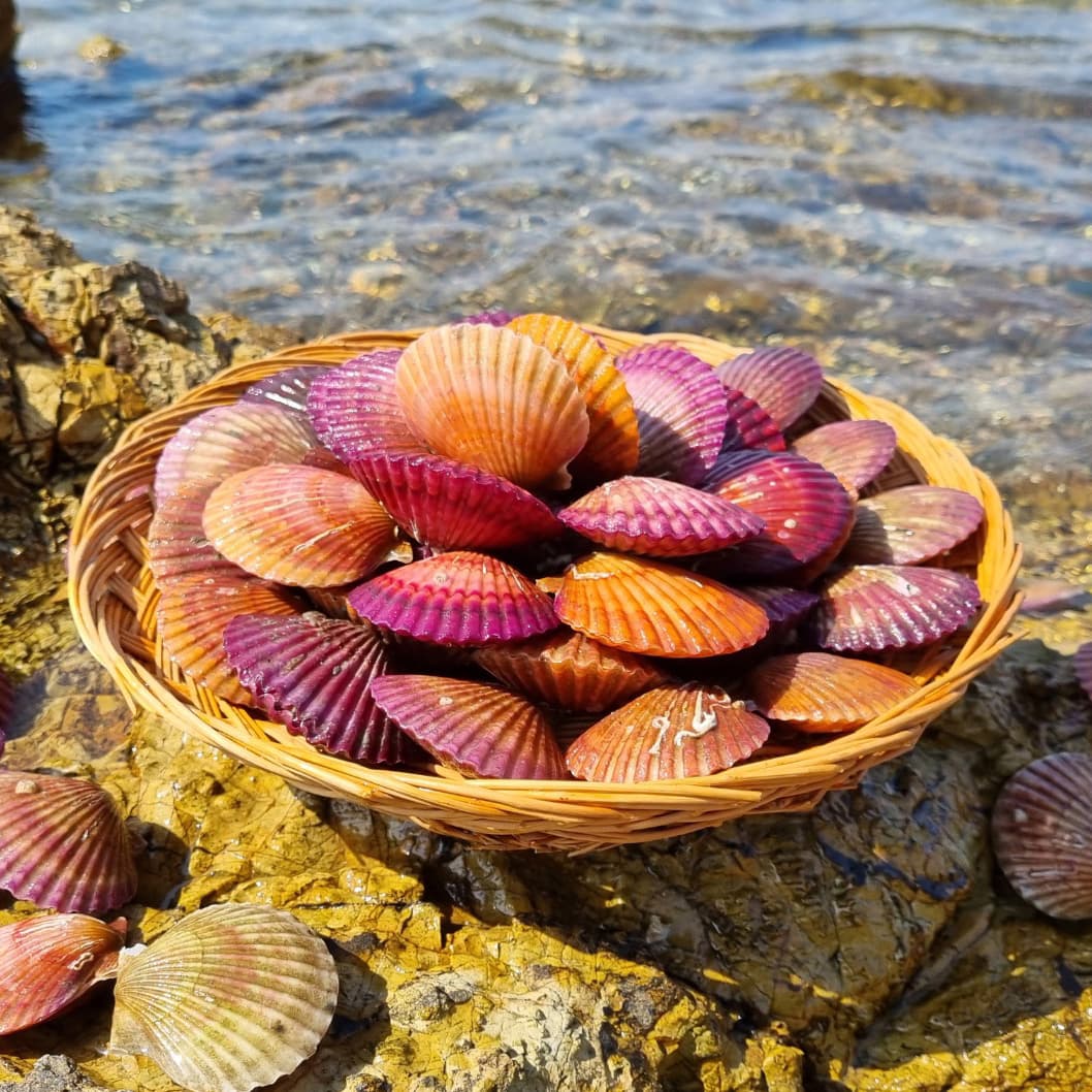 Tongyeong Red Scallop 1kg (about 22 pcs)