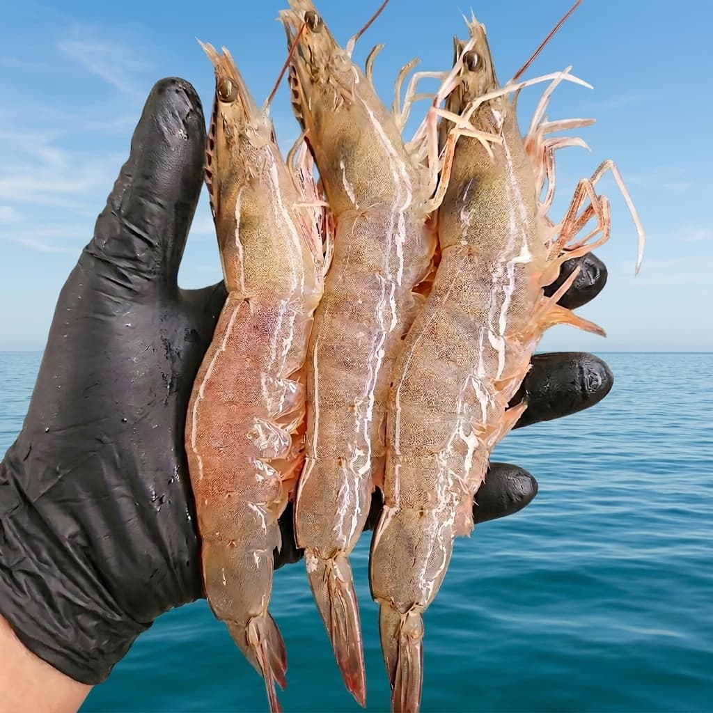 활 흰다리새우 회 1kg