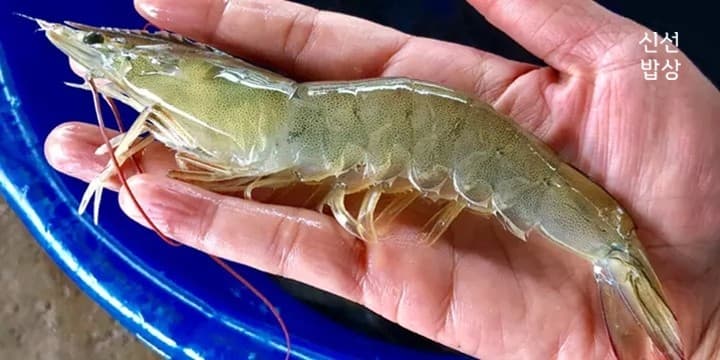 국내산 생물 흰다리새우 왕새우 1kg