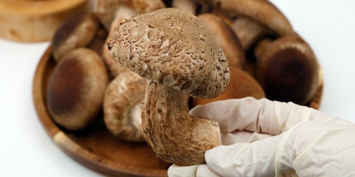 무농약 송화고 송향버섯 500g