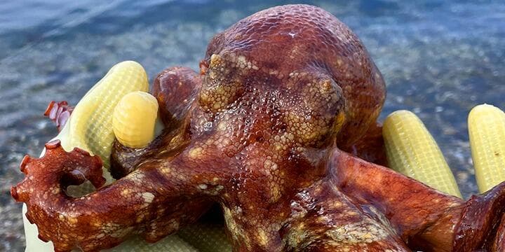 국내 자연산 돌문어 1kg