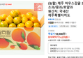 제주 하우스감귤 2.5kg