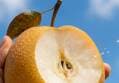 Hwanggeumdangdo Fresh Pear 5kg 1 box