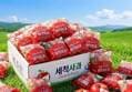 세척사과 꿀사과 5kg 1박스