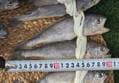 법성포 영광 굴비 대 17-21cm 20미