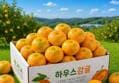 제주 하우스감귤 특품 대과 5kg