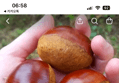 탐나유 햇밤 알밤 2kg