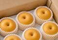 Korean Pear, Large, 5kg 1 Box