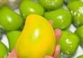 변색 망고크런치 슬랑이 80g