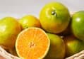 제주 극조생귤 대과 5kg