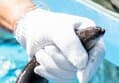Gochang Cleaned Freshwater Eel 1kg, 1 pack