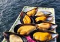 Mussels 4kg, 1 box