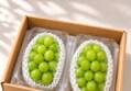 Sandeulgotgan Shine Muscat Grapes 2kg Box