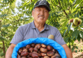 Fresh-Harvest Chestnuts 3kg (1 Box)