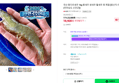 국산 흰다리새우 1kg