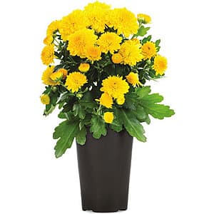 Lowe's 가을국화 세일