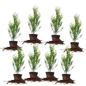 Thuja Green Giant 8팩
